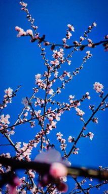 Çiçekli pembe kayısı ve kiraz ağaçları küçük bir Romen kasabasının sokaklarında yürüyorlar.