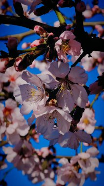 Çiçekli pembe kayısı ve kiraz ağaçları küçük bir Romen kasabasının sokaklarında yürüyorlar.