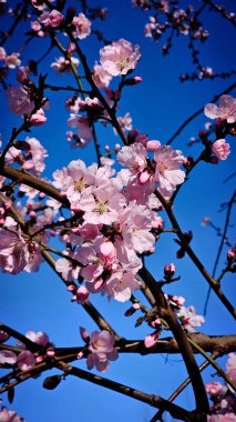 Çiçekli pembe kayısı ve kiraz ağaçları küçük bir Romen kasabasının sokaklarında yürüyorlar.