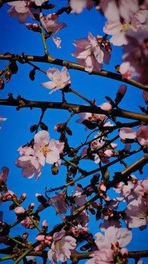 Çiçekli pembe kayısı ve kiraz ağaçları küçük bir Romen kasabasının sokaklarında yürüyorlar.