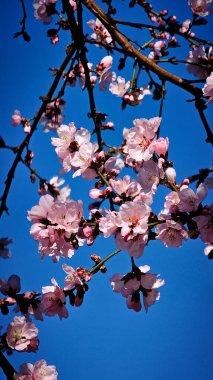 Çiçekli pembe kayısı ve kiraz ağaçları küçük bir Romen kasabasının sokaklarında yürüyorlar.