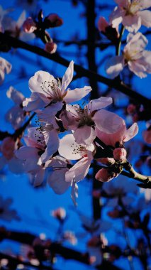 Çiçekli pembe kayısı ve kiraz ağaçları küçük bir Romen kasabasının sokaklarında yürüyorlar.