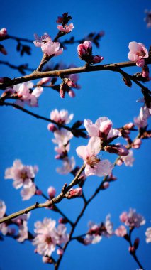 Bir Romen şehrinin sokaklarında çiçek açan pembe ağaçlar