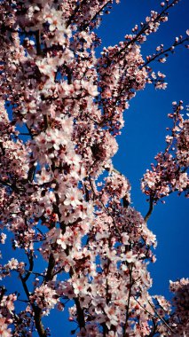 Bir Romen şehrinin sokaklarında çiçek açan pembe ağaçlar