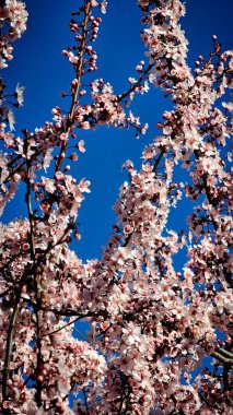 Bir Romen şehrinin sokaklarında çiçek açan pembe ağaçlar