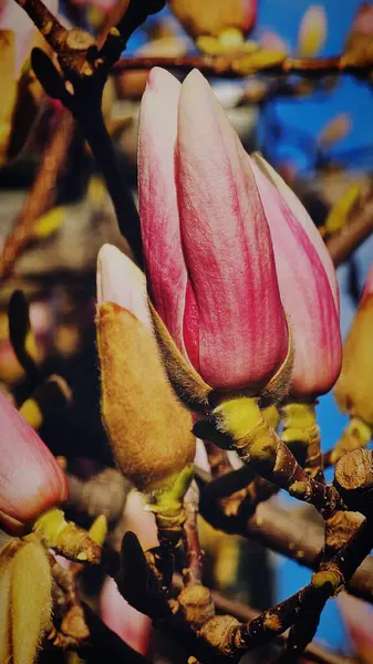 Manolya tomurcukları Mart ayında çiçek açmaya hazırlanıyor.