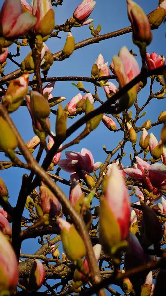Manolya tomurcukları Mart ayında çiçek açmaya hazırlanıyor.