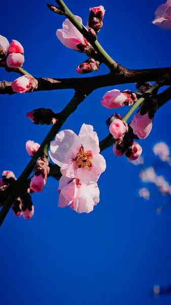 Çiçekli pembe kayısı ve kiraz ağaçları küçük bir Romen kasabasının sokaklarında yürüyorlar.