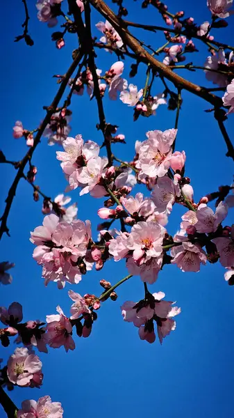 Çiçekli pembe kayısı ve kiraz ağaçları küçük bir Romen kasabasının sokaklarında yürüyorlar.
