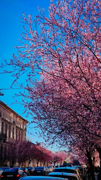 Çiçekli pembe kayısı ve kiraz ağaçları küçük bir Romen kasabasının sokaklarında yürüyorlar.
