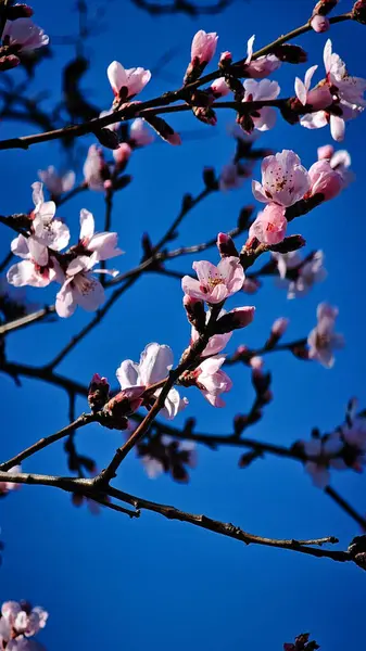 Bir Romen şehrinin sokaklarında çiçek açan pembe ağaçlar