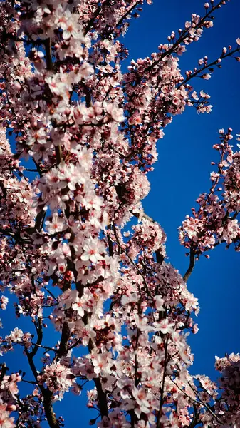 Bir Romen şehrinin sokaklarında çiçek açan pembe ağaçlar