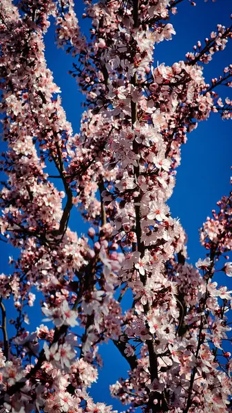 Bir Romen şehrinin sokaklarında çiçek açan pembe ağaçlar