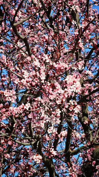 Bir Romen şehrinin sokaklarında çiçek açan pembe ağaçlar