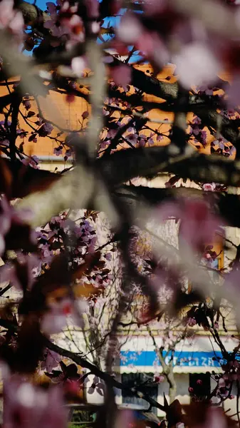 Bir Romen şehrinin sokaklarında çiçek açan pembe ağaçlar