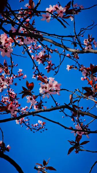 Bir Romen şehrinin sokaklarında çiçek açan pembe ağaçlar