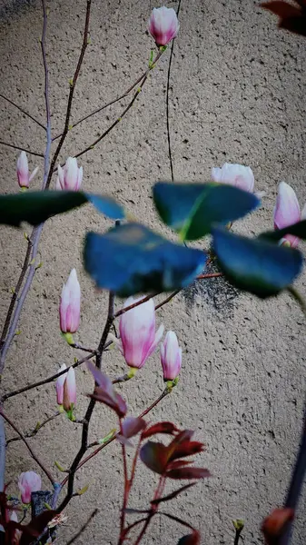 Manolyalar, bir konut binasının bej duvarının arka planında