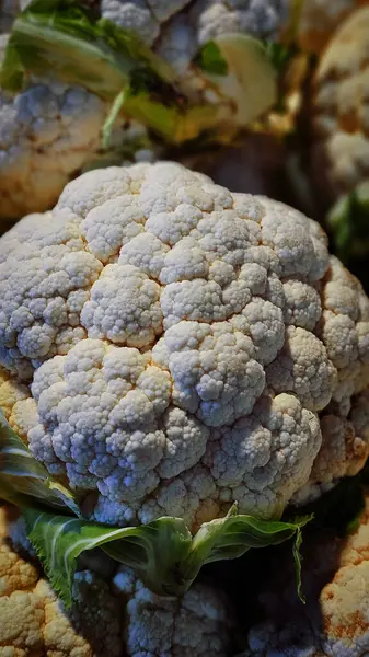 Budapeşte 'deki marketin tezgahlarında taze sebze ve meyve var.