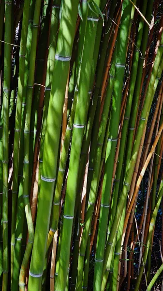 Budapeşte Botanik Bahçesinde