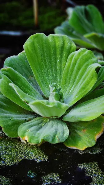 Budapeşte Botanik Bahçesinde