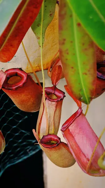 Budapeşte Botanik Bahçesinde