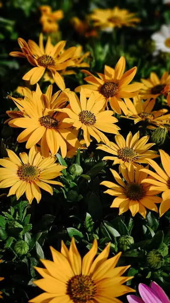 Çiçekler güneşte yürür