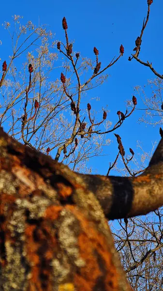 Bir aralık akşamı Bükreş yakınlarında Mogosoaia Sarayı