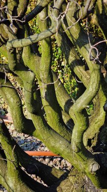kıvrık yeşil ağaç gövdeleri yosun içinde