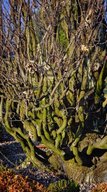 kıvrık yeşil ağaç gövdeleri yosun içinde