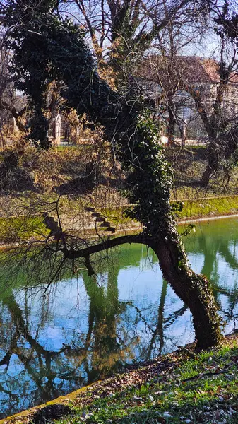 Gün ışığında yeşil bir nehre giden taş merdivenler.