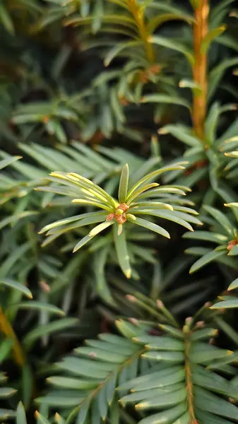 Şubat ayında parkta yeşil kozalaklı ağaçlar ve çiçekler