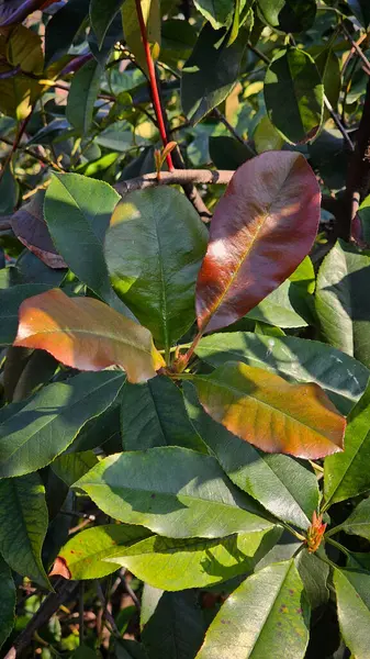 Şubat ayında parkta yeşil kozalaklı ağaçlar ve çiçekler