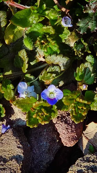 Ocak ayında parktaki bitkiler