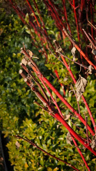 Parktaki yeşil kozalaklı bitkiler
