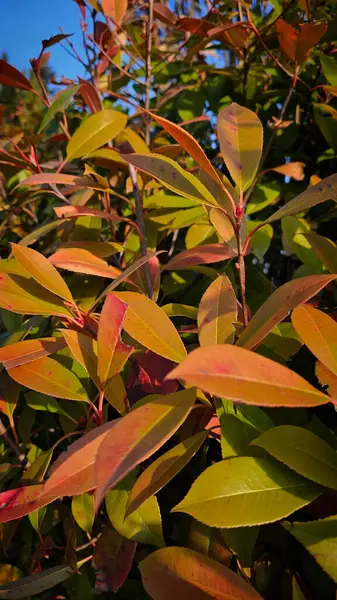 Şubat ayında gün batımında bir Romen parkında yanan kırmızı yapraklar