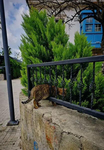 Türkiye 'nin Taraf Kentinde bir çitte kahverengi bir kedi duruyor