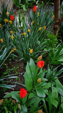 Bahçedeki kırmızı laleler Nisan 'da çiçek açar.