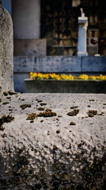 Budapeşte 'deki tarihi mezarlıkta yosun var.