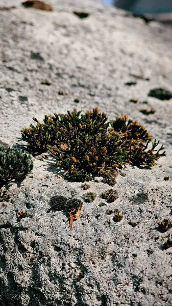 Budapeşte 'deki tarihi mezarlıkta yosun var.