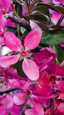 Ağaçtaki pembe çiçekler köknar ağacının arka planında