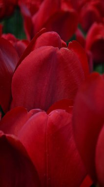 Parlak kırmızı laleler, Nisan 'da şehrin çiçek tarlalarında çiçek açar.