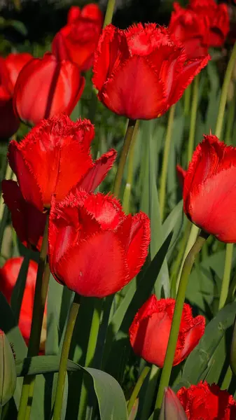 Parlak kırmızı laleler, Nisan 'da şehrin çiçek tarlalarında çiçek açar.