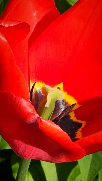 Parlak kırmızı laleler, Nisan 'da şehrin çiçek tarlalarında çiçek açar.