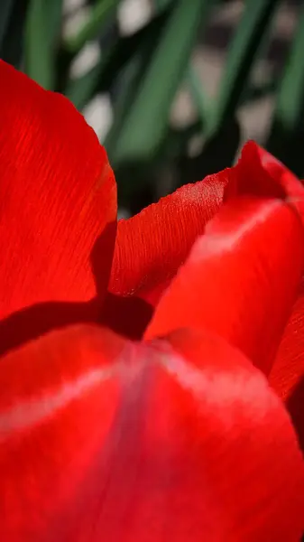 Parlak kırmızı laleler, Nisan 'da şehrin çiçek tarlalarında çiçek açar.