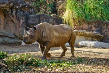Doğu Siyah Gergedan Osaka Tennoji Hayvanat Bahçesi