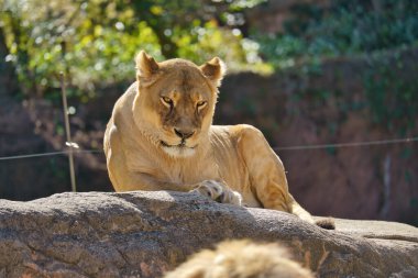 Görkemli Aslan Yeşil Orman Ormanında Dinleniyor