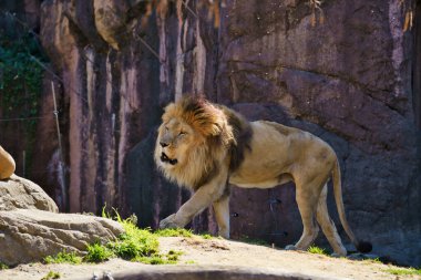 Görkemli Aslan Yeşil Orman Ormanında Dinleniyor