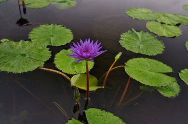 Mor Su Lily Çiçek açıyor Mor Su Lily Çiçek açıyor Yeşil Lily Padst Yeşil Lily Pedleri arasında
