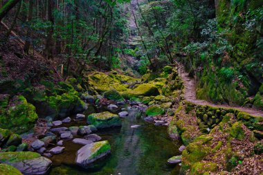Sahne Yosunlu Nehir Yolu 48 Akmen Şelalesi, Japonya