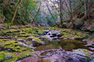Serene Mossy Riverbed ve Nazik Şelaleler 48 Akmen Şelalesi, Japonya